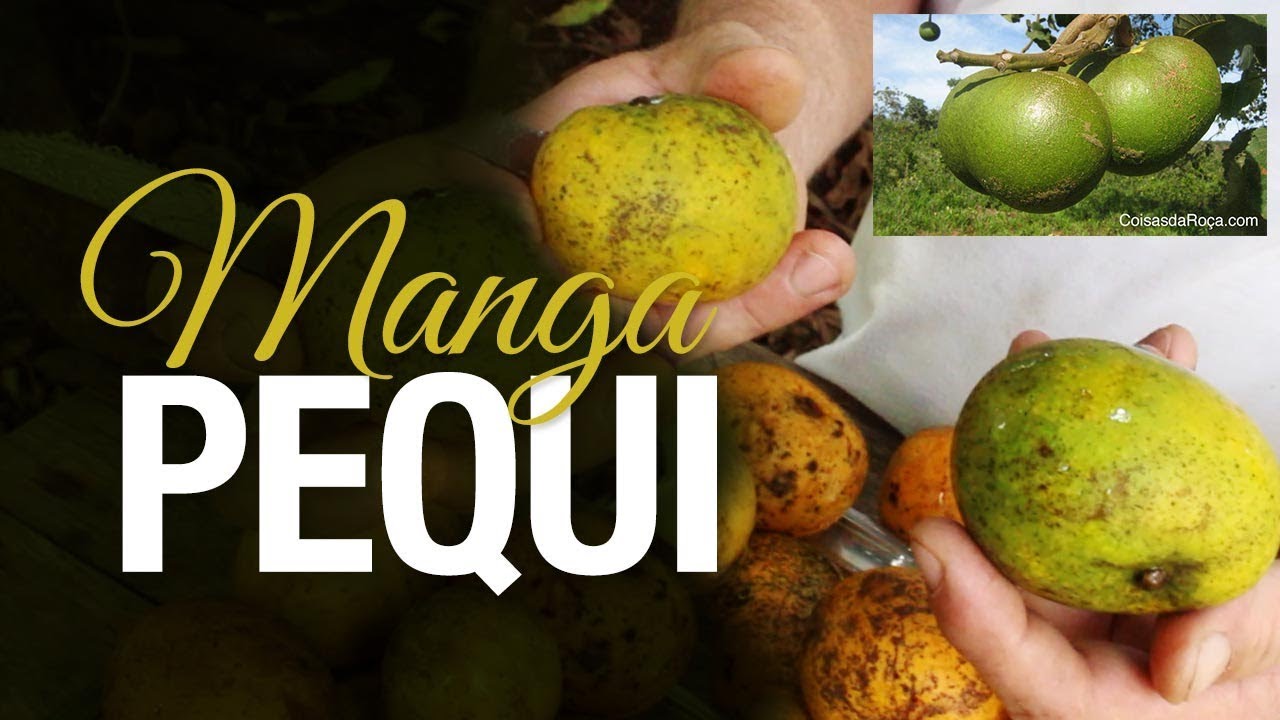Excelente Fruta para Vaso: Manga Pequi ou Manga Donadai