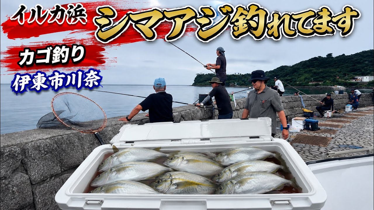2024Summer イルカ浜シマアジ釣れてます。（伊豆　川奈港　堤防　両軸遠投　カゴ釣り　シマアジ）