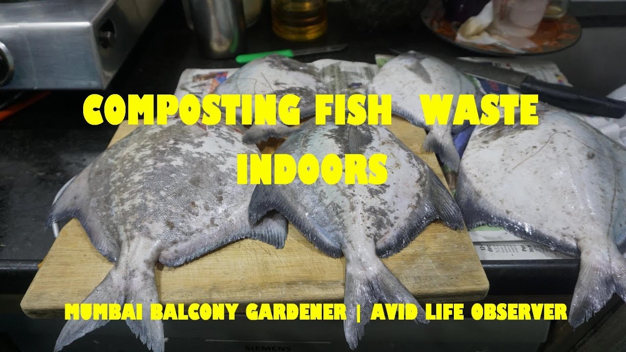 Composting Fish Waste Indoors | Apartment Composting In Mumbai