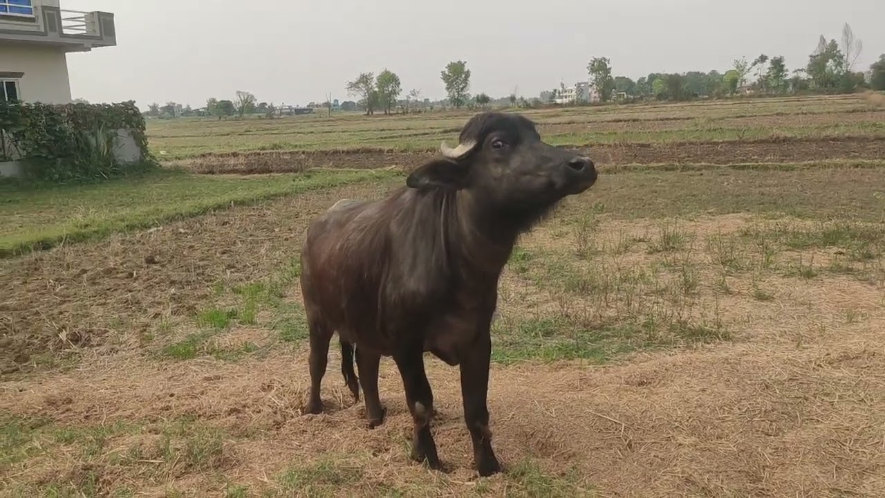 #Viral buffalo#enjoyment watch till end