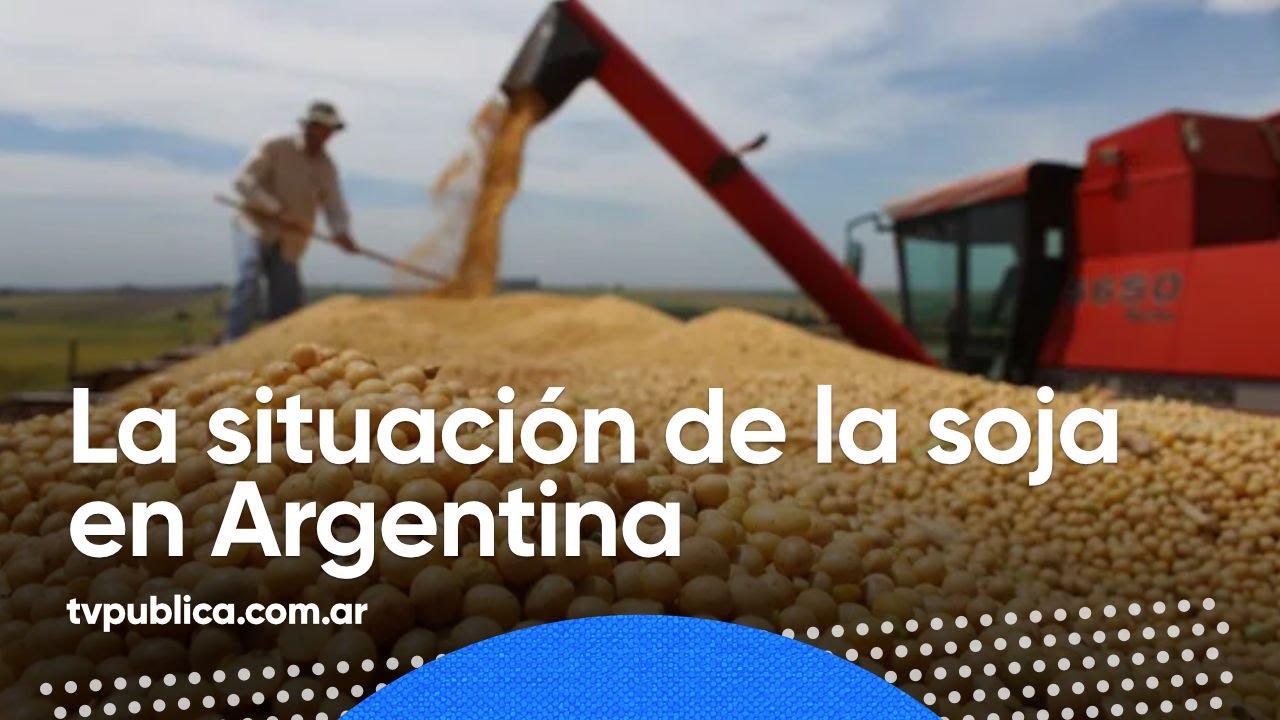 ¿Cuál es la situación de la soja en Argentina? Rodolfo Rossi - ACSOJA - Aire de Campo