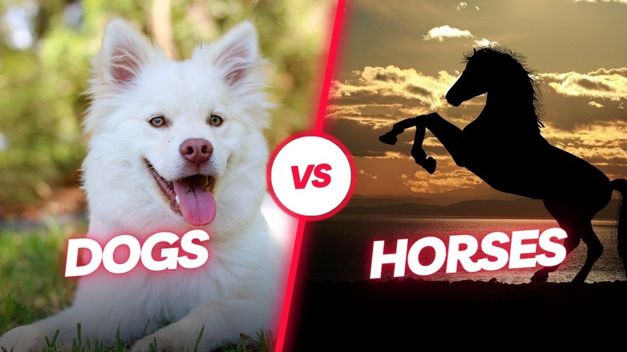 Are Horses Smarter than Dogs? Uncovering the Mysteries of Animal Intelligence