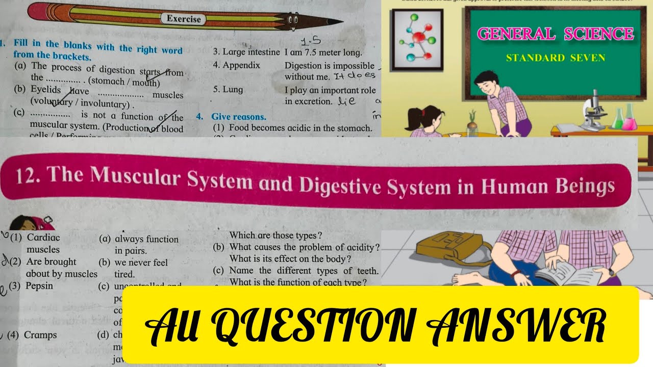 7th Science l chapter 12.Muscular System and Digestive System in Human Beings l All Question Answer 