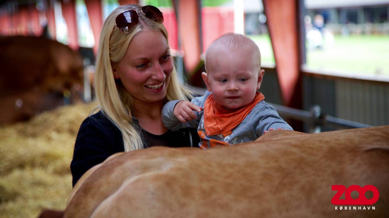 Mød Zoo på Roskilde Dyrskue | Copenhagen Zoo