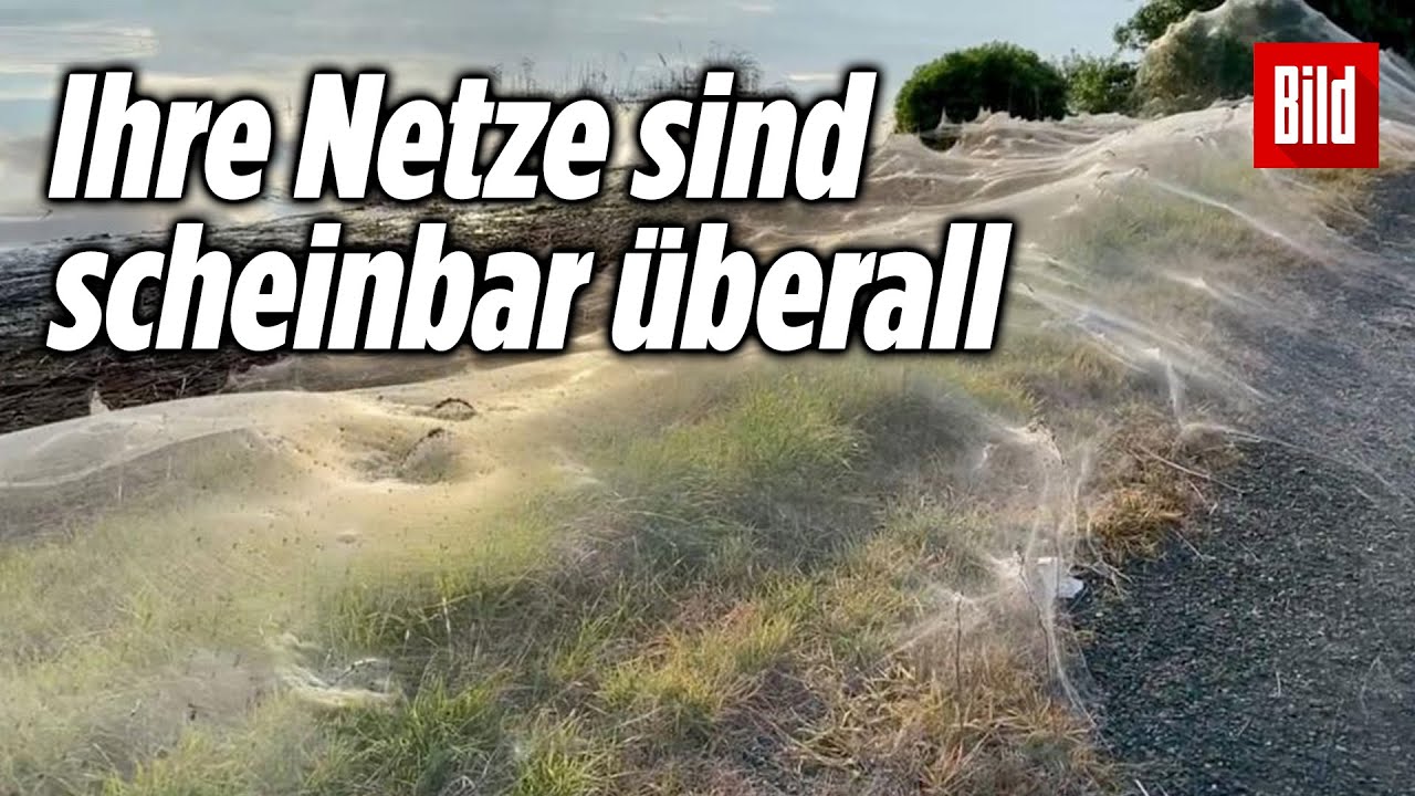 Spinnen-Apokalypse in Australien 🕷🕸🕷😱