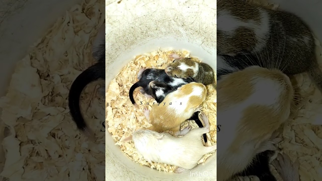 Breeding is indeed an art.  #gerbils #gerbils #cute #cutebaby