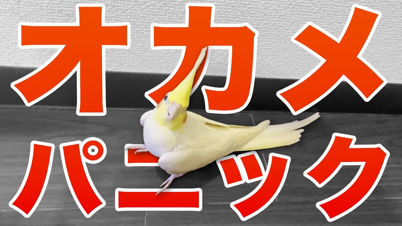 【衝撃】オカメパニックになりました【たまちゃんねる】#オカメインコ