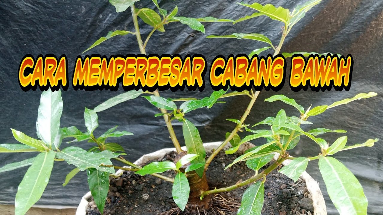 Proses dan Cara memperbesar cabang bawah, bahan bonsai loa.