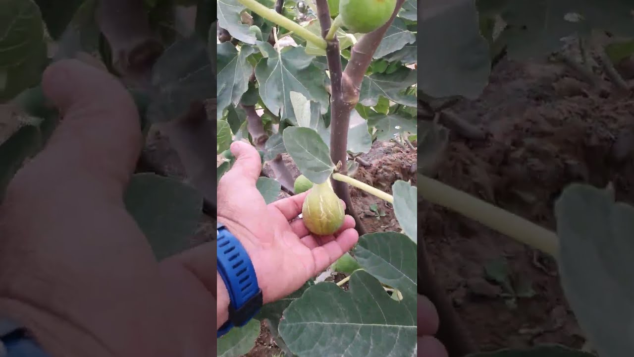 التوريق لعلاج إصابة العناكب