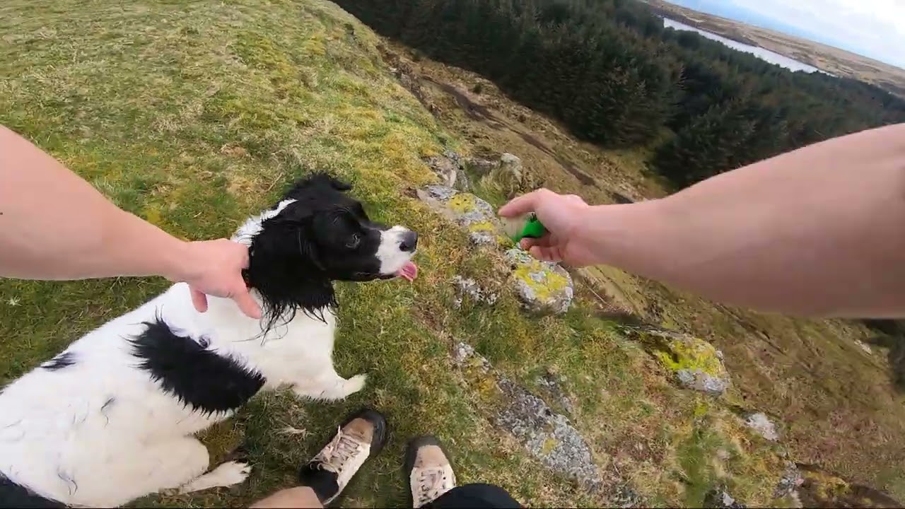 kicking about with the dug.