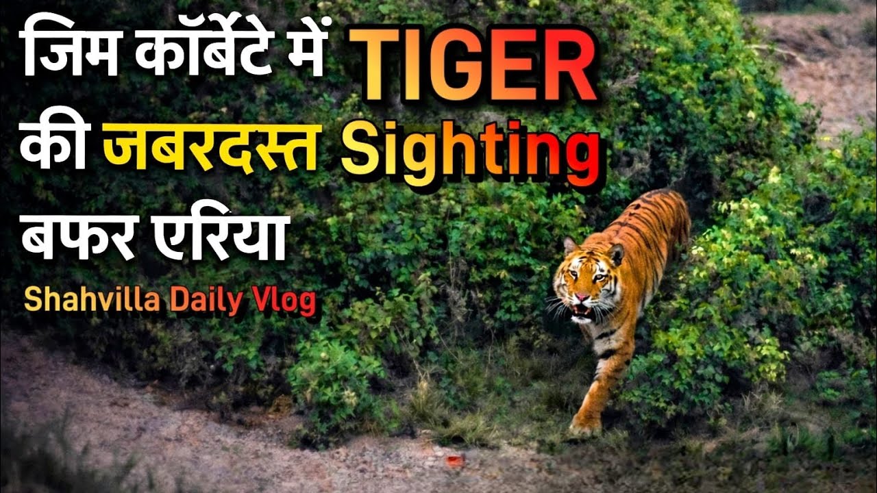 Jim Corbett Buffer Zone में Tiger की जबरदस्त Sighting | Shahavilla Daily Vlog #wildlife #jimcorbett 