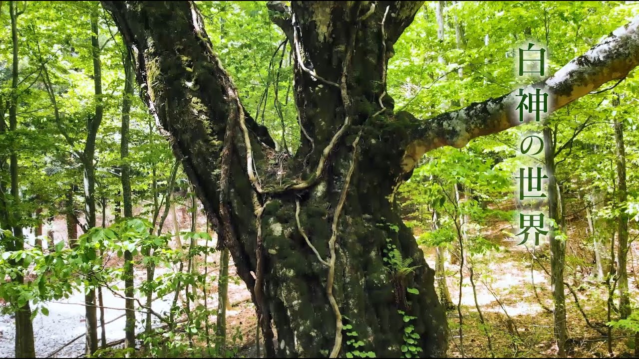 世界遺産白神山地〈第１章 白神の世界〉