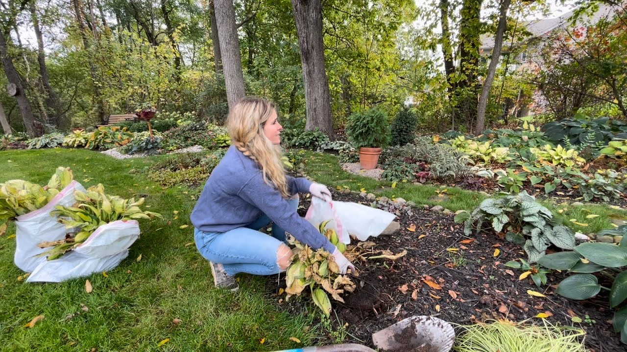 Digging Up Hosta and Removing It From the Garden 😳 Planting New Hosta in My Collection
