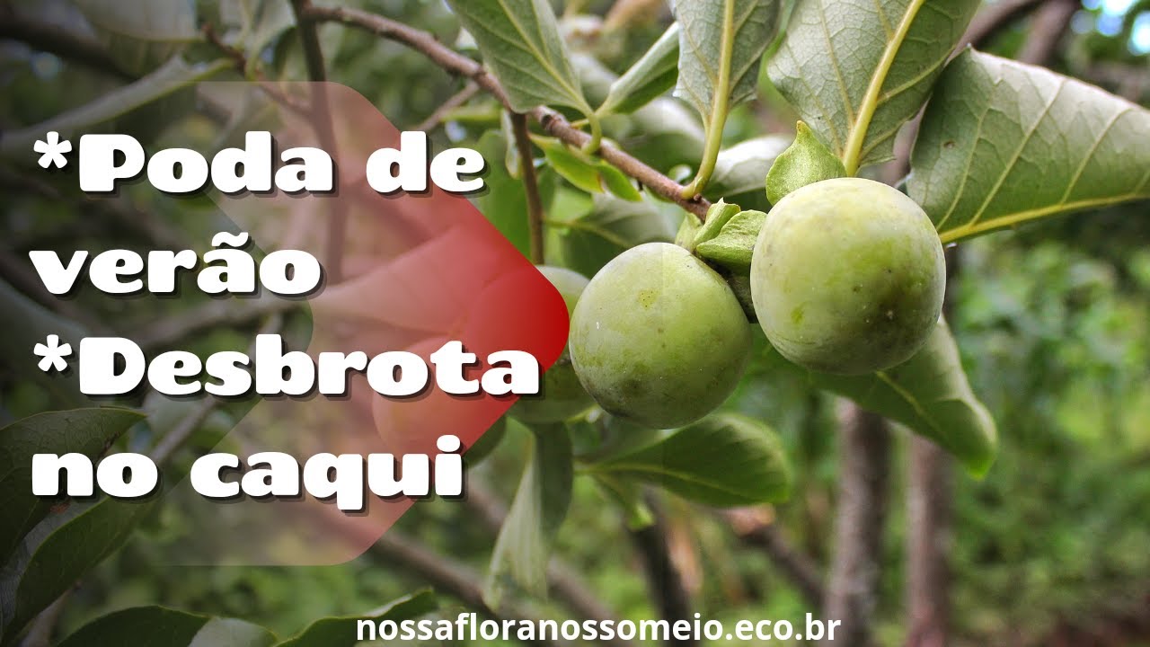 Desbrota do caqui APÓS A PODA