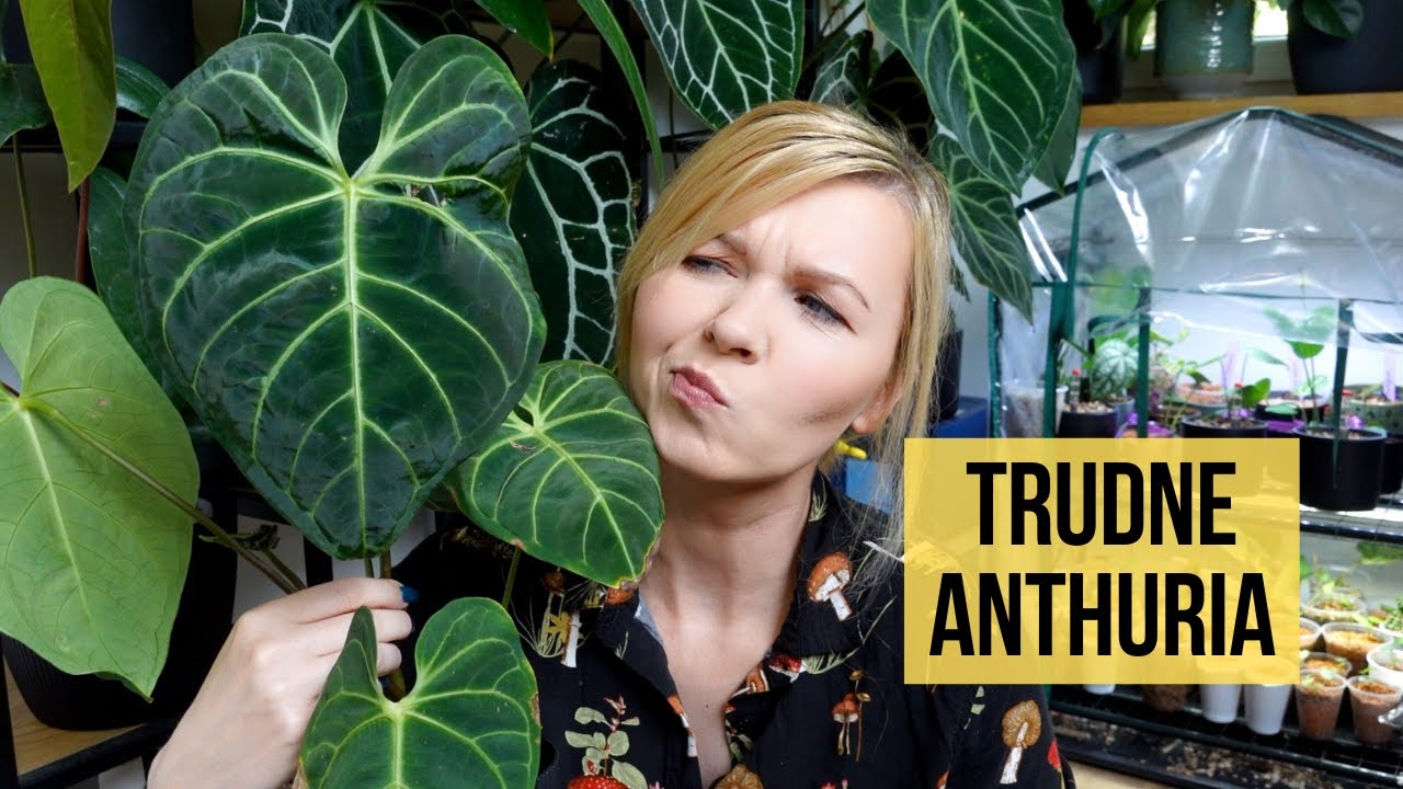 Trudne Anthuria. Tych roślin nie wybieraj na początek
