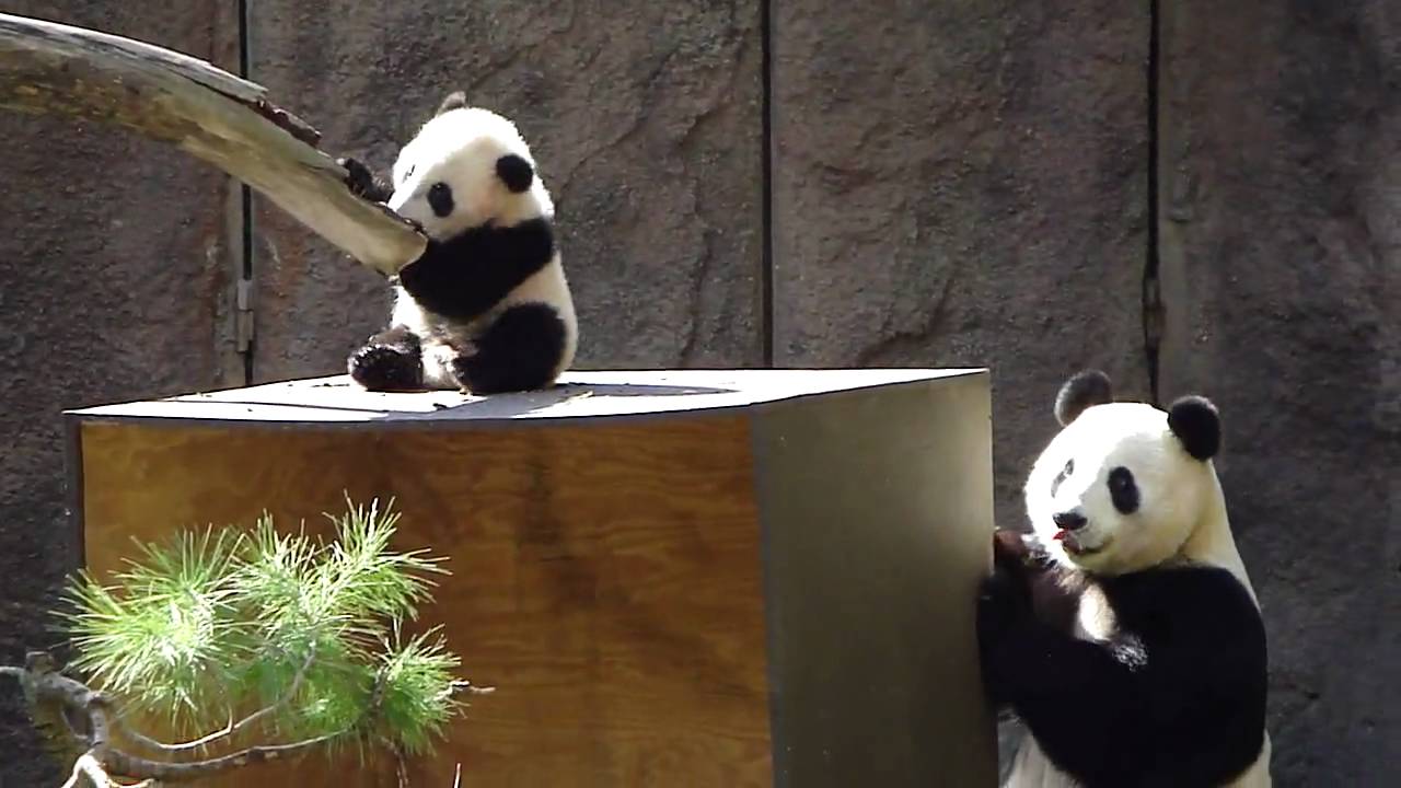 Video 013 Yun Zi Falls to the Box