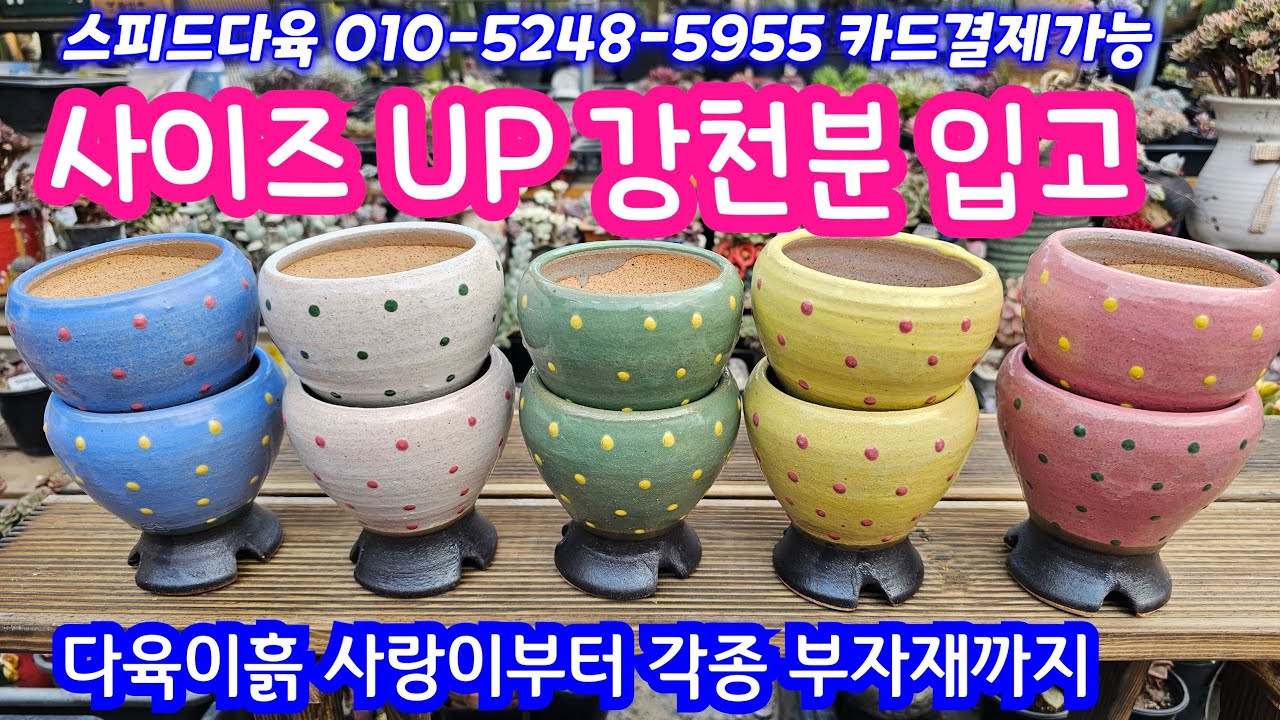 26.3.2🌹 사이즈업 강천분 입고 설화분 돌담분🌹 #스피드다육 010-5248-5955 전국택배가능 유료광고포함 