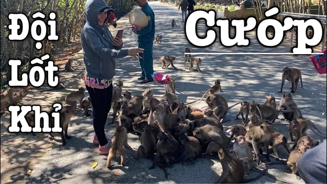 Đảo Khỉ Cần Giờ || Monkey Island In VietNam
