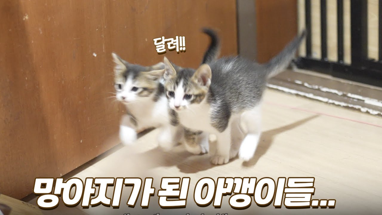말처럼 뛰어다니며 집 부수고 다니는 아깽이들 (절레절레...)