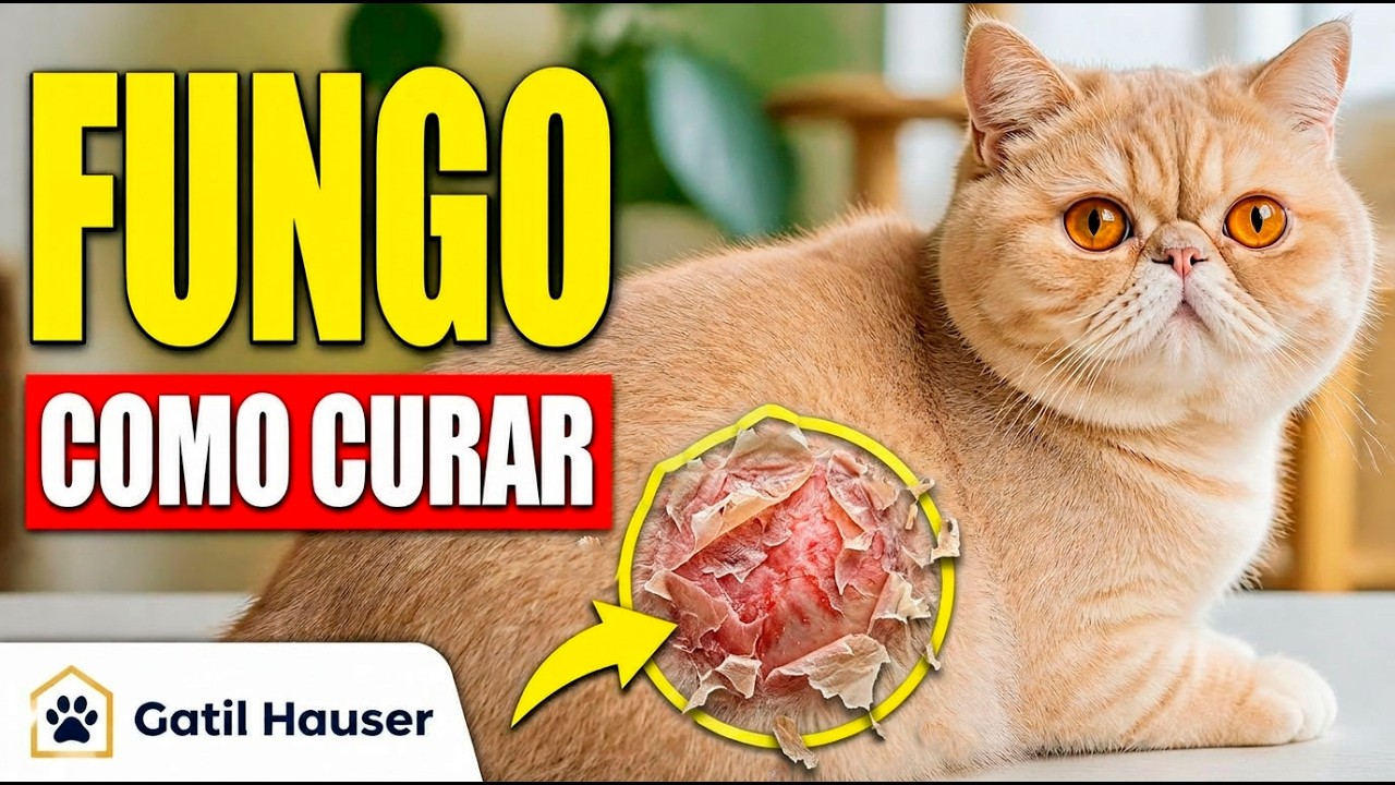 FUNGO EM GATO. Como tratar de maneira fácil e rápida - Gatil Hauser