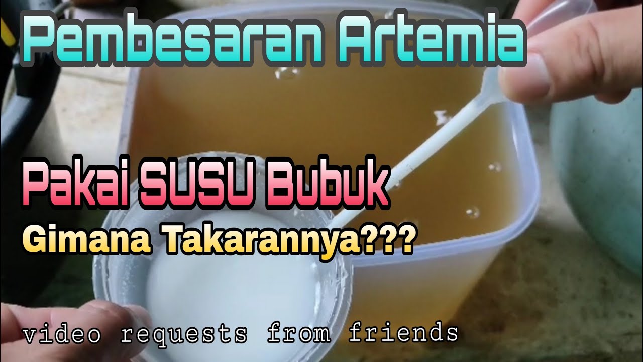 Pembesaran Artemia Pakai Susu bubuk