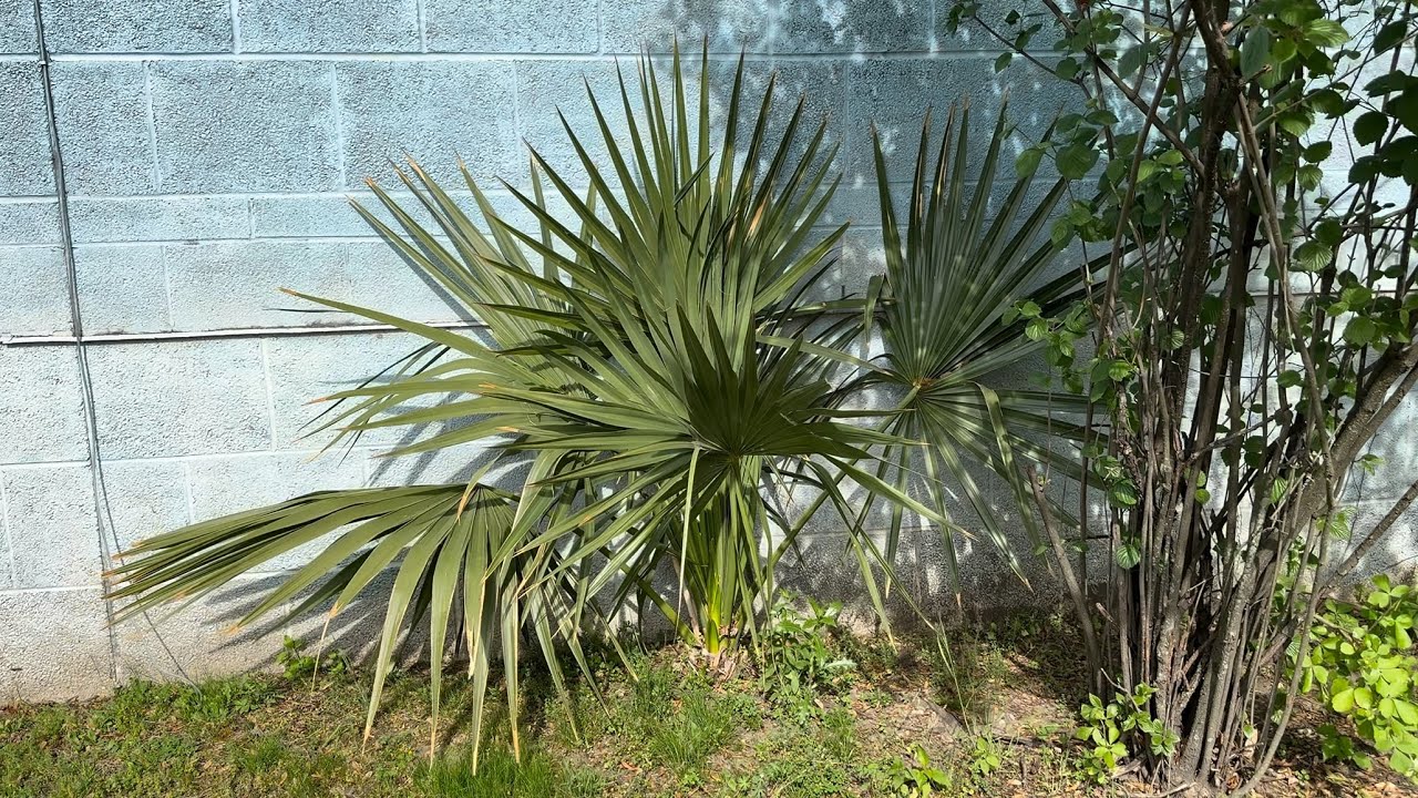 Palmyra New Jersey Palm Trees 2025
