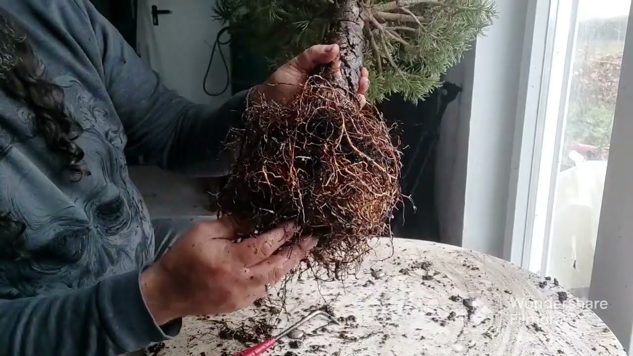 Trasplante de pino mugo
