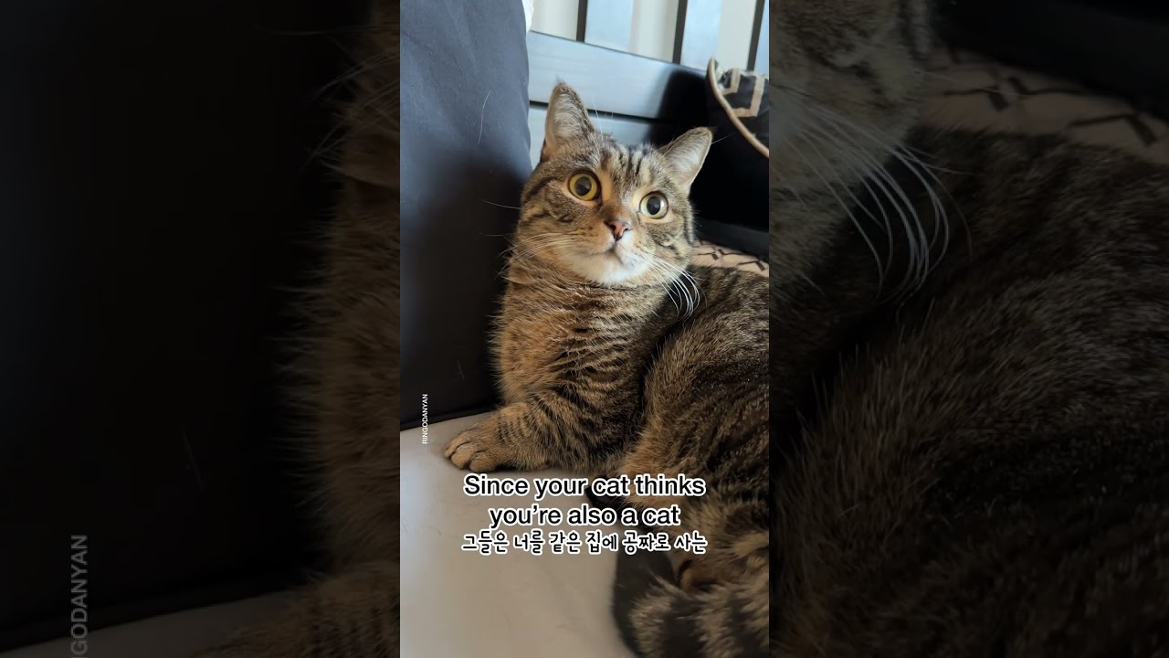 Why are cats affectionate in the morning? #shorts