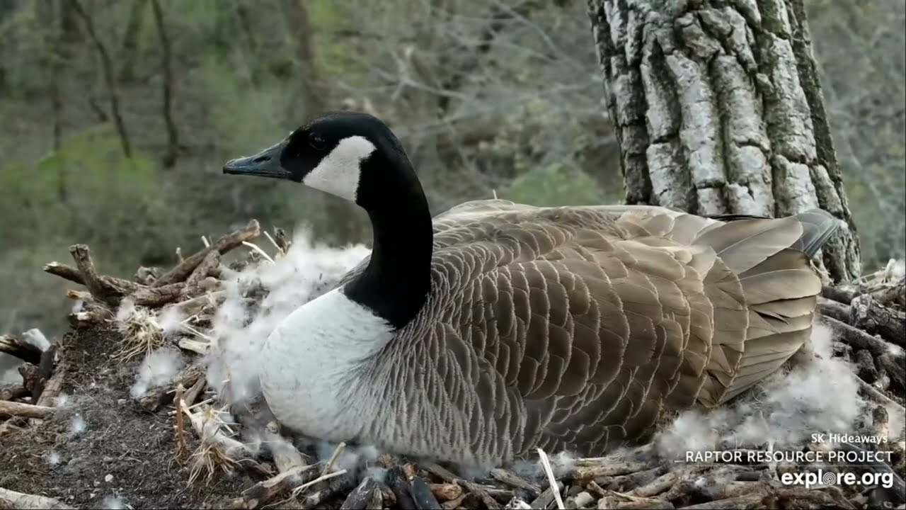 Decorah Goose Cam:  Amazing footage of the goslings hatching, one after another 🐣 2023 Apr 24