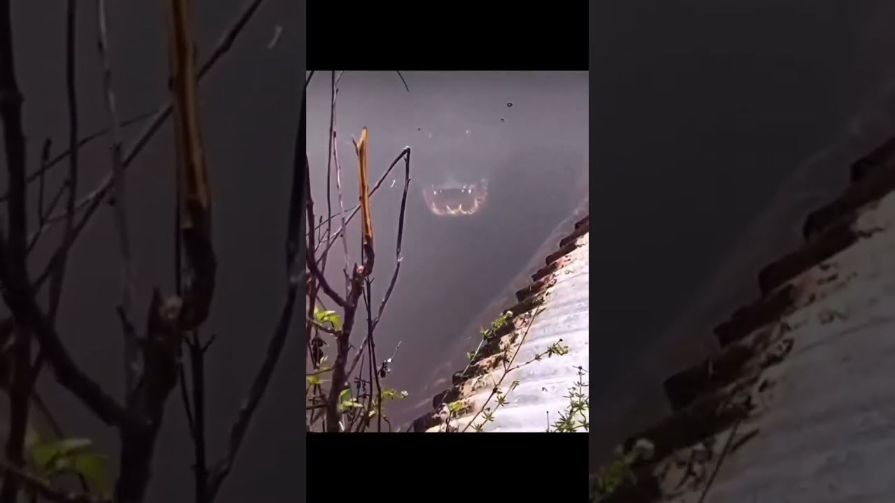 Perigo dos p&acirc;ntanos jacar&eacute; crocodilo escondido
