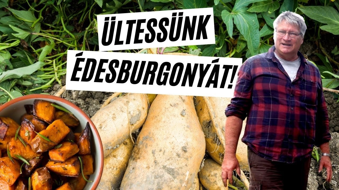 Édesburgonya termesztése 🍠  - így ültess batátát magaságyásba  I   Kreatív Farmer