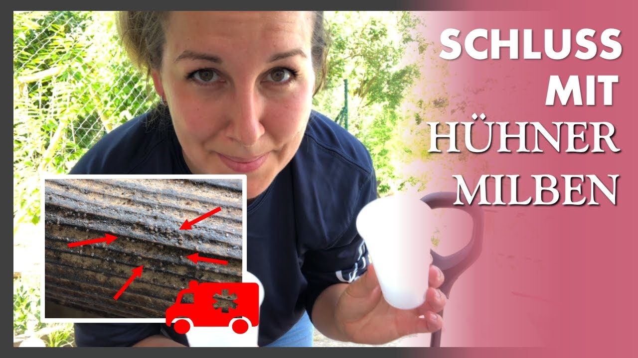 Es wird ECKLIG 🐓😣 Milben entfernen bei unseren Hühnern - mit Kieselgur! Wie es funktioniert