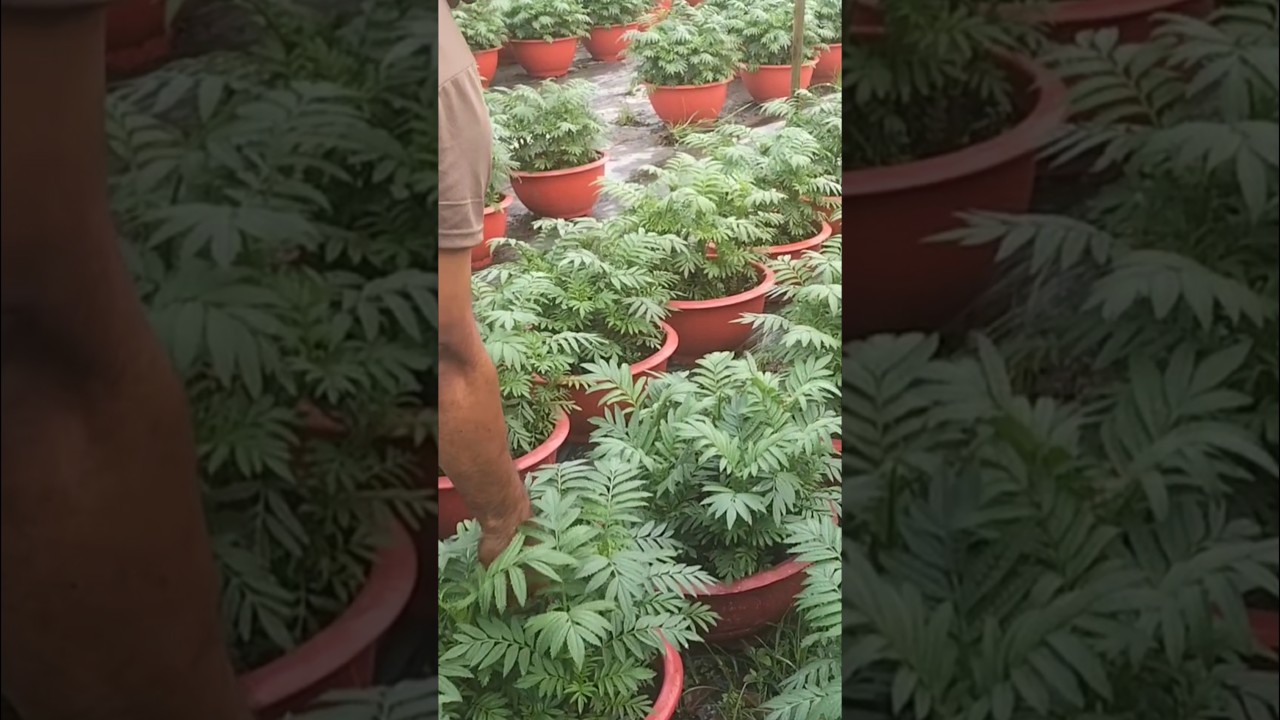 Ngắt lá, thêm phân hữu cơ và giá thể cho cây vạn thọ(thọ sớm) 