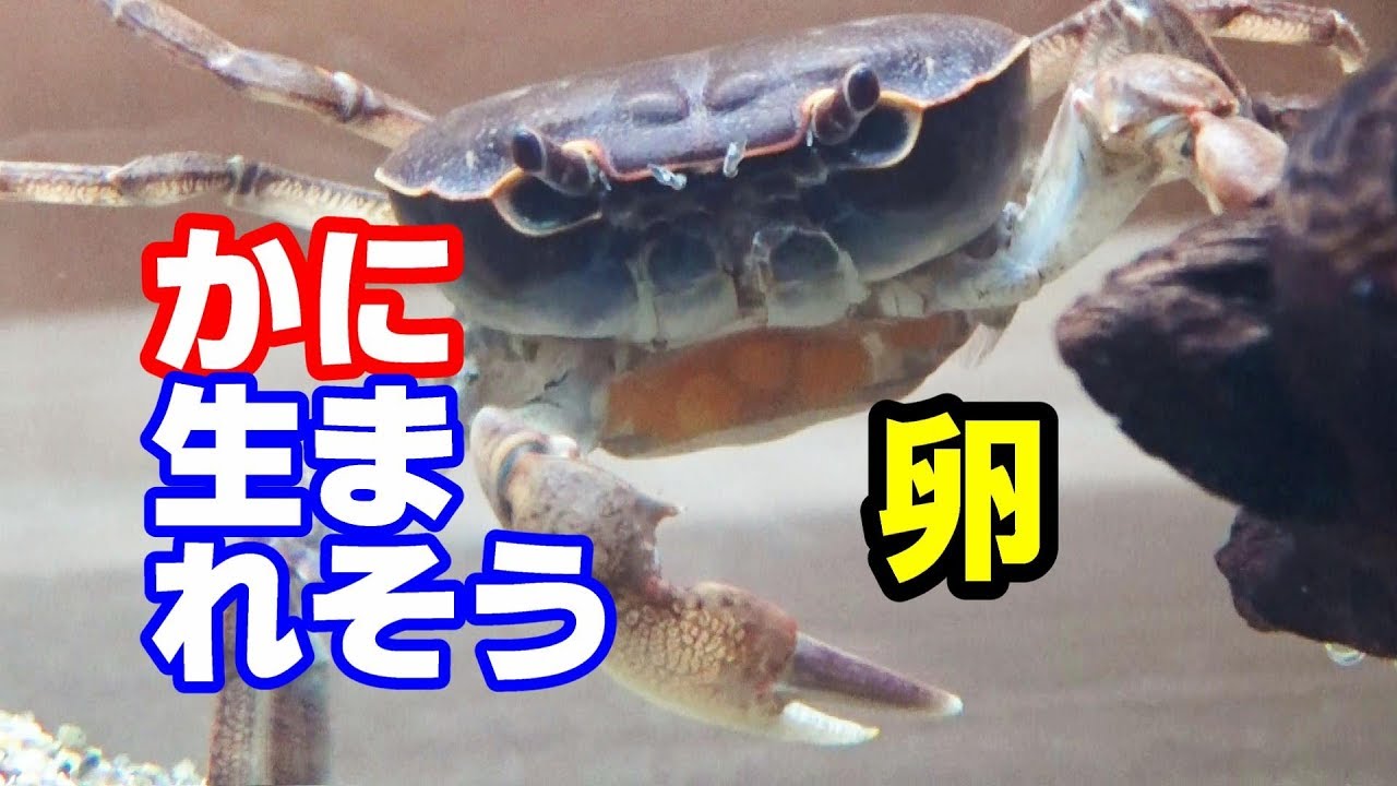 カニの交尾と卵　繁殖水槽立ち上げ【かに水槽#4】