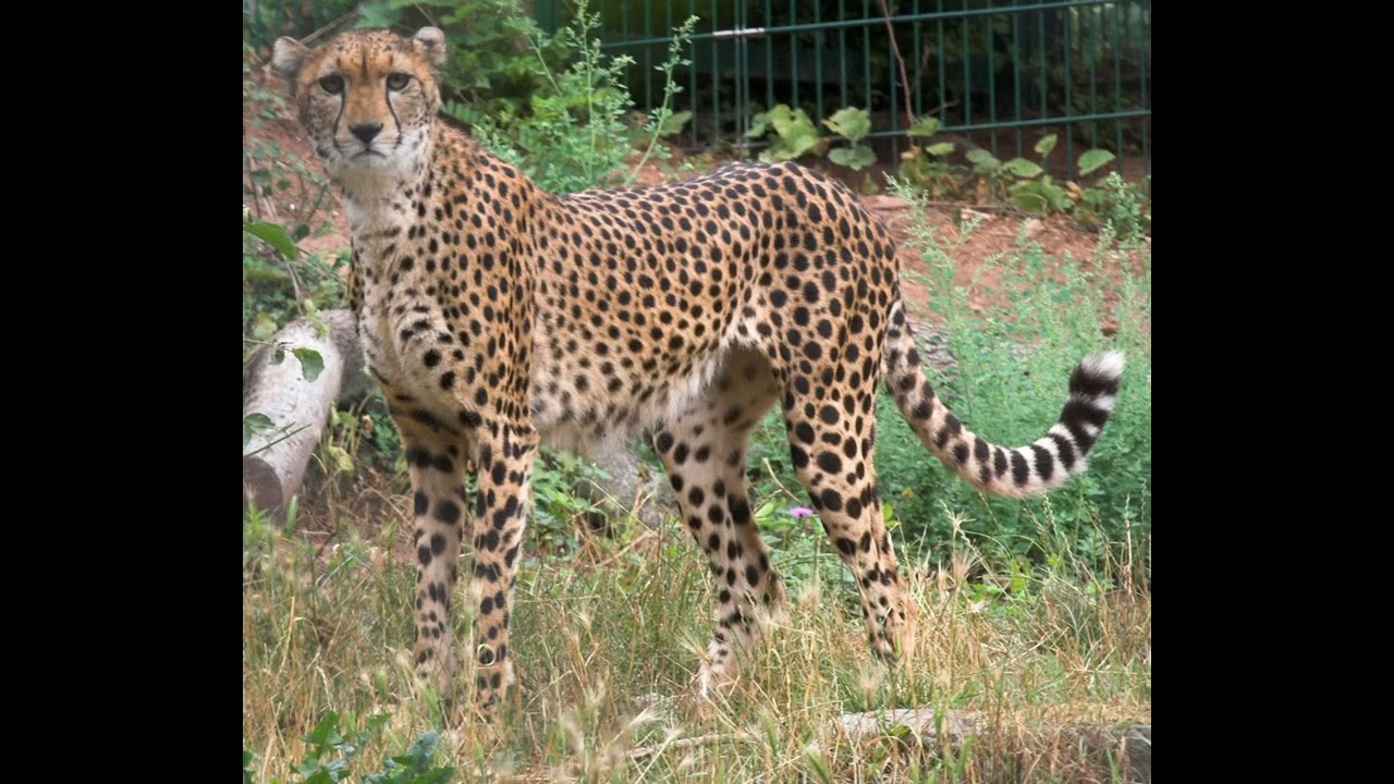 Sudan Cheetah Sound Effects 🐆🔊