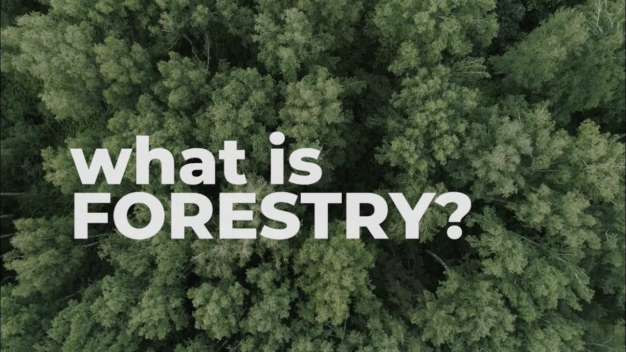What is Forestry?