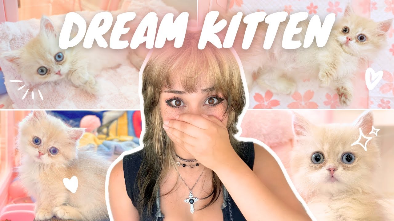 getting my DREAM KITTEN vlog 🐈🎀 *first 24 hours!* British Longhair Munchkin! + kitten haul