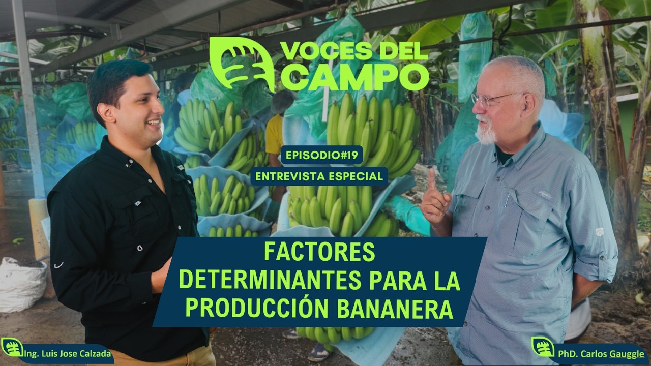Claves para la Producción Bananera: Factores Determinantes | Con PhD. Carlos Gauggel – Ep. #019