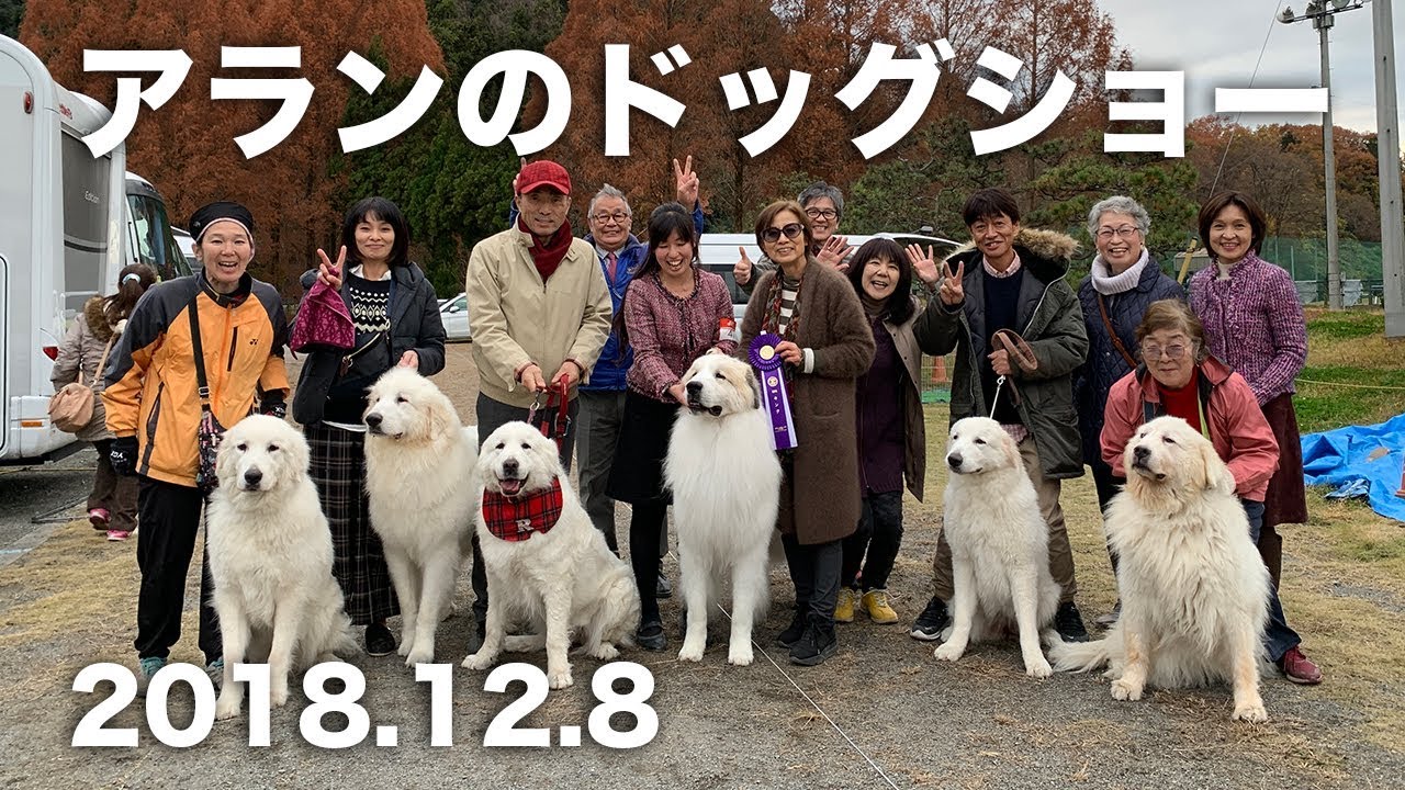 アランのドッグショー 2018年12月8日　Greatpyrenees グレートピレニーズ
