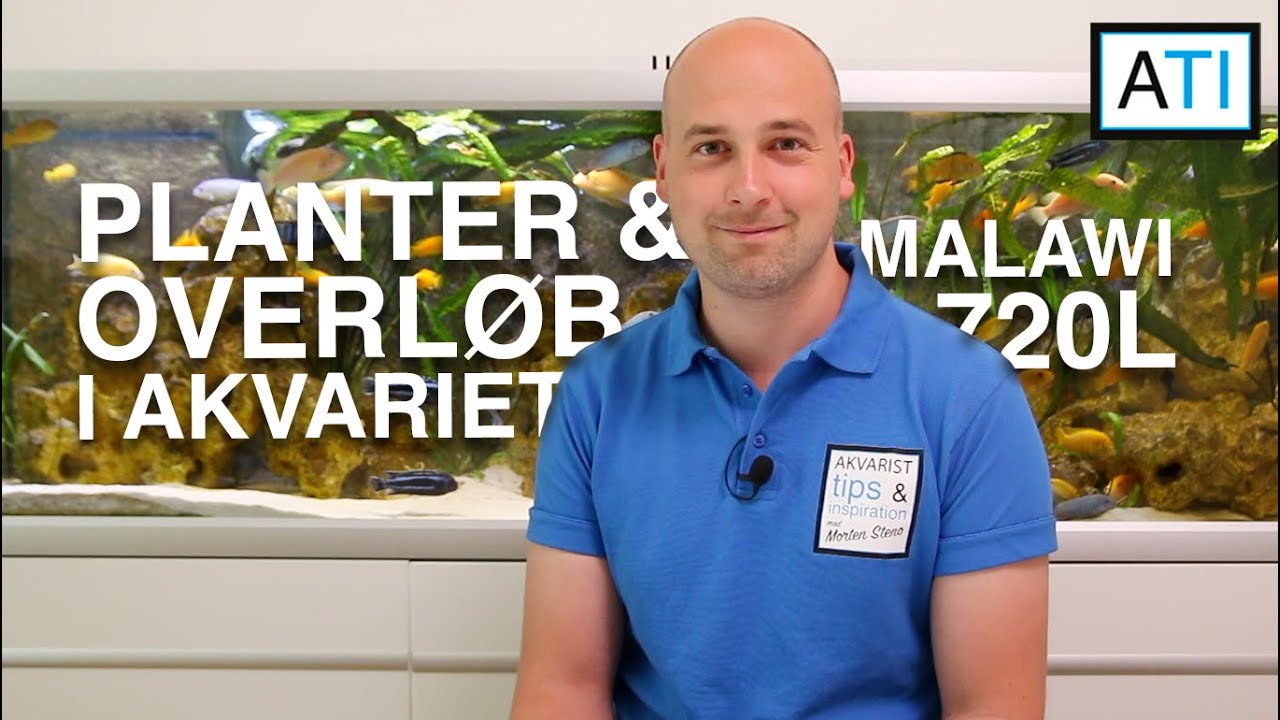 Planter i akvarier med overløb og Mbuna Malawi 720 liter akvarie