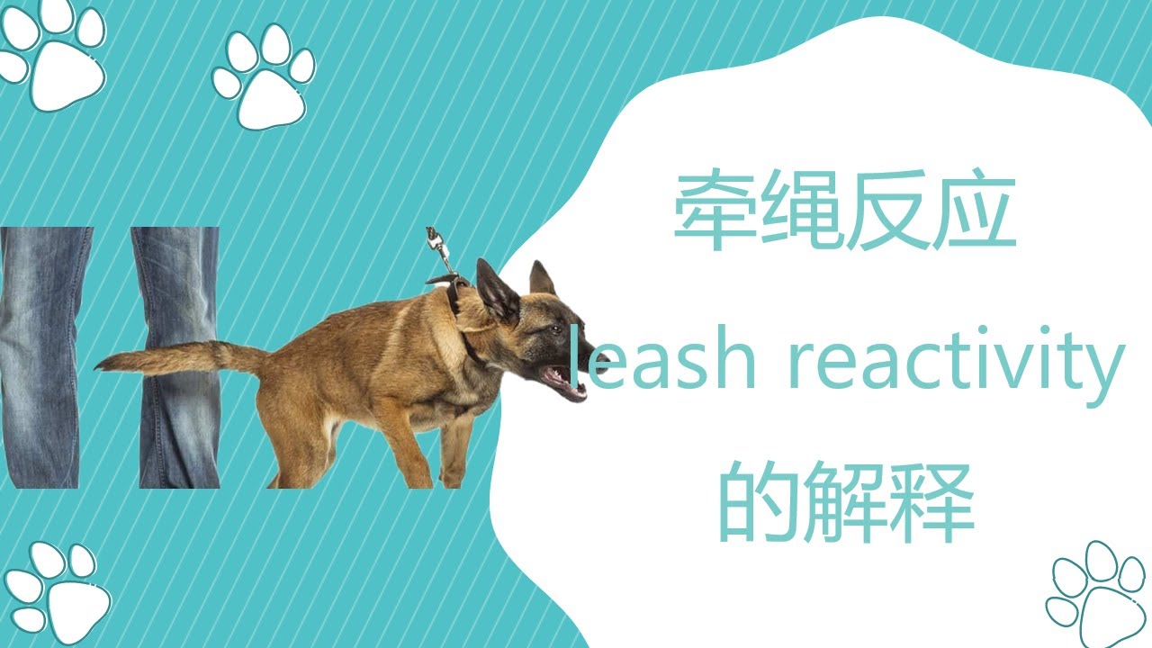 牵绳反应leash reactivity的解释