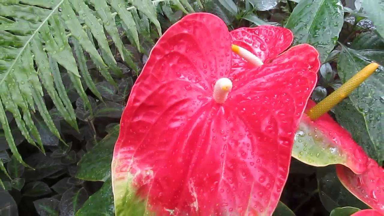 TROPICALS:  Anthurium hybrid