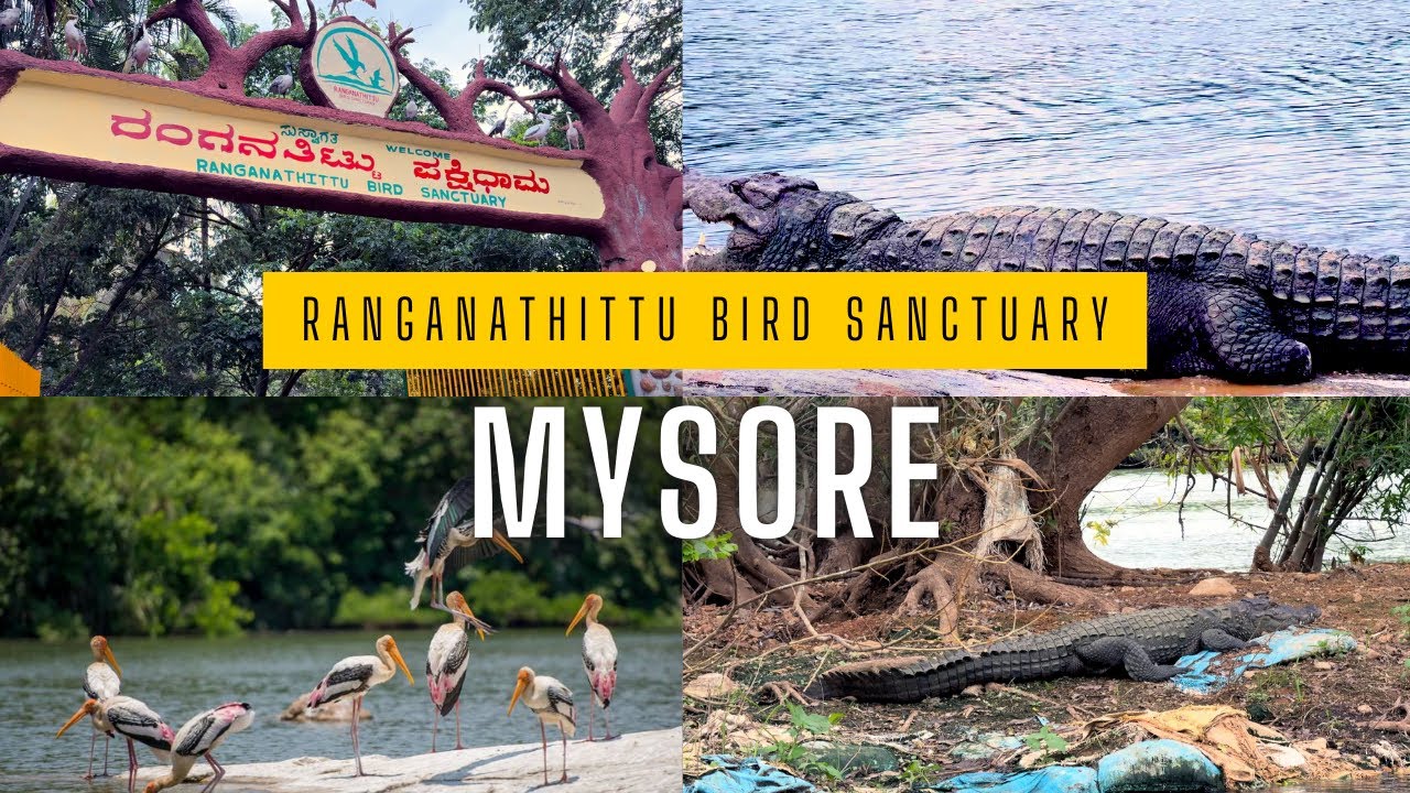 Ranganathittu Bird Sanctuary Crocodiles Mysore 2024 4K