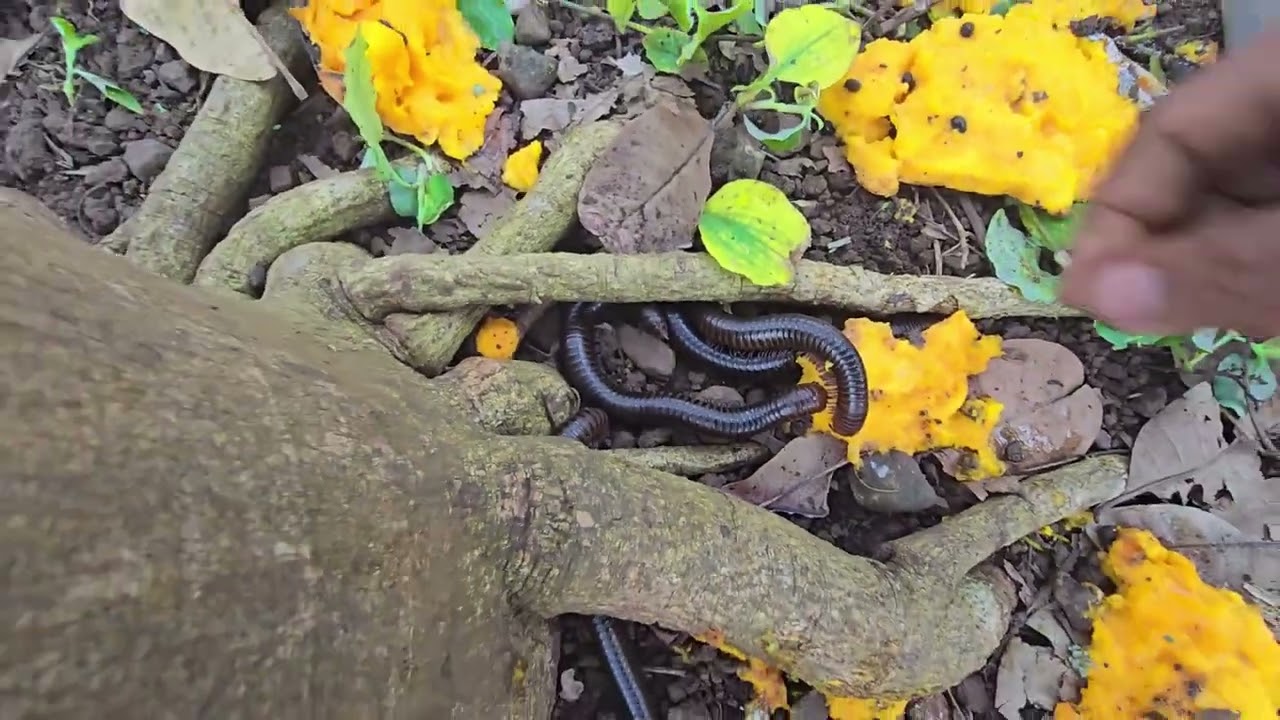 Catch millipedes eat papaya