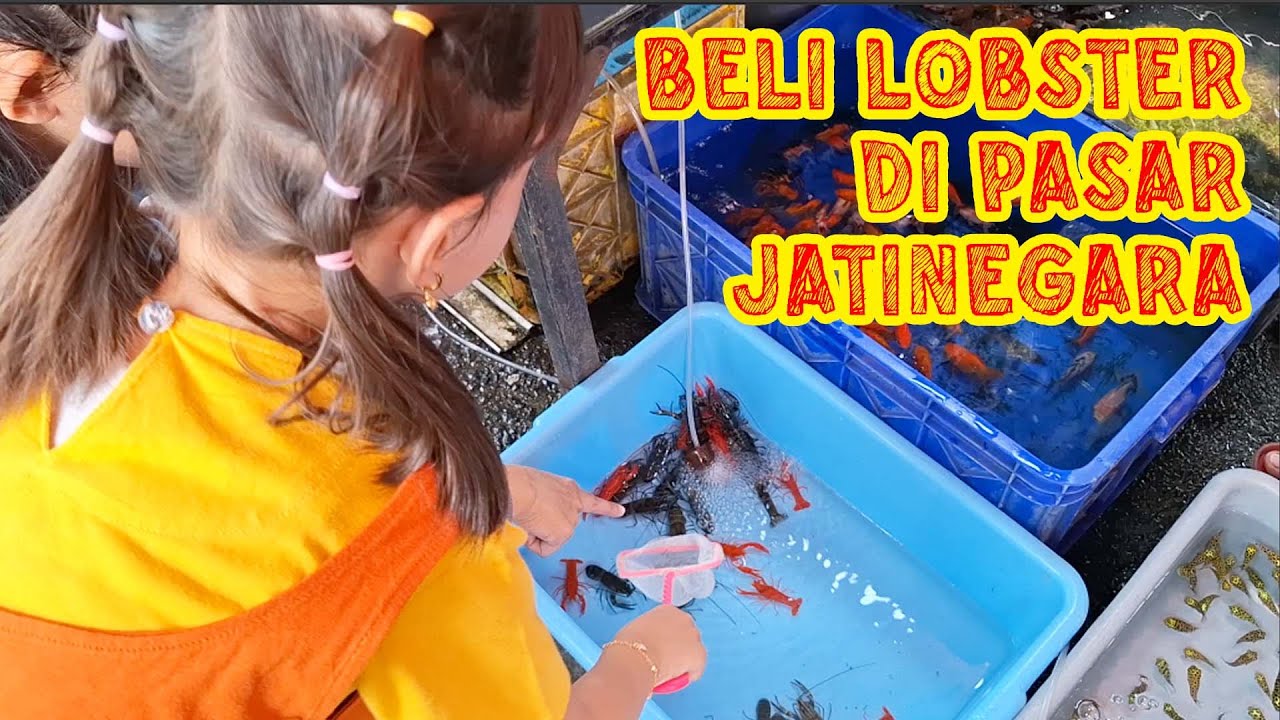 PERTAMA KALI KE PASAR JATINEGARA, MALAH BELI LOBSTER #dailyvlog #jatinegara #lobster #subscribe