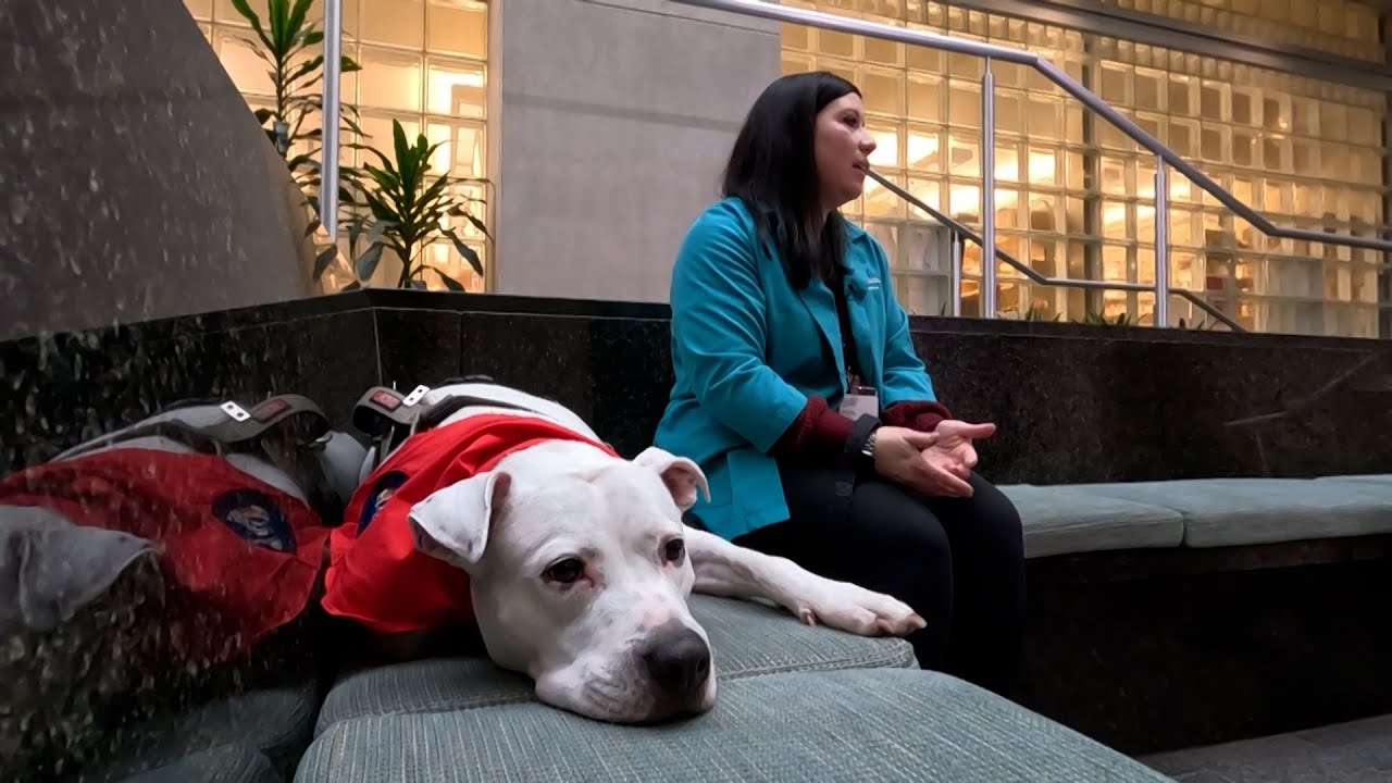 Meet Theo, the therapy dog