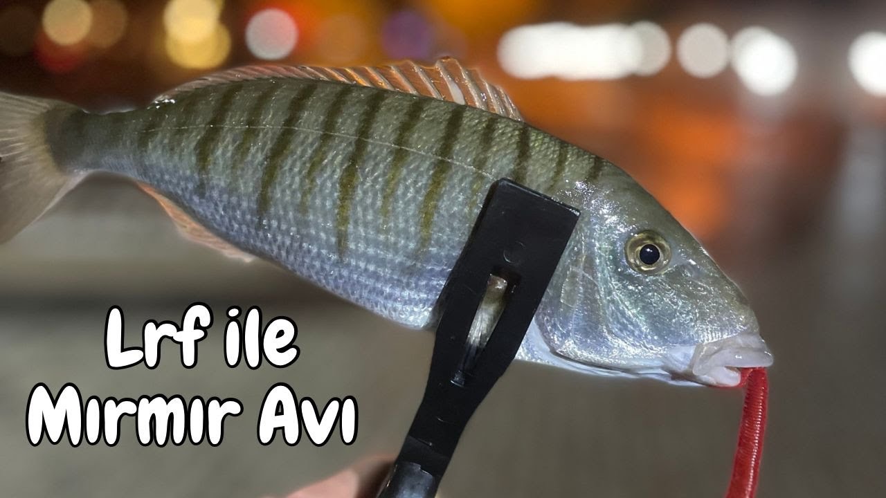 LRF İLE MIRMIR AVI / SİLİKON KURT AKSİYONU