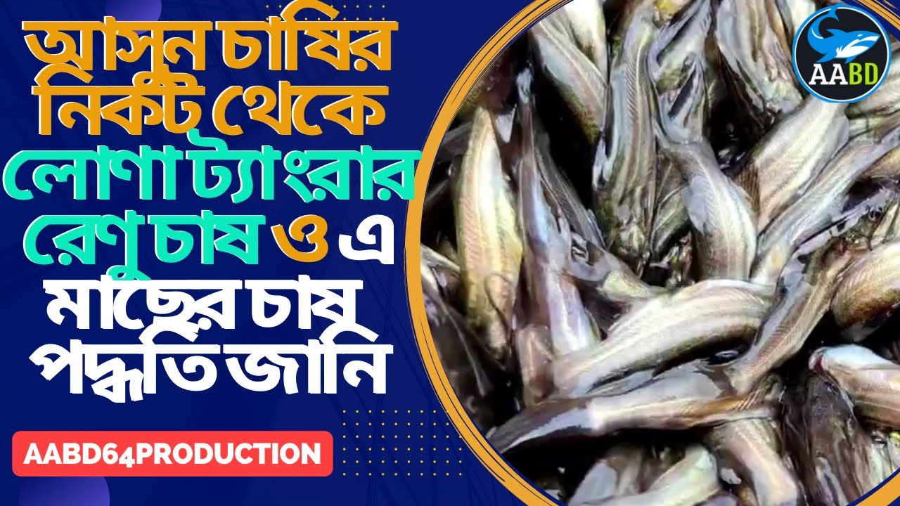 লোণা ট্যাংরা আপনি কিভাবে চাষ করবেন, রেণু চাষ ও মাছের চাষ পদ্ধতি জানিNursery & Culture Method Tengra