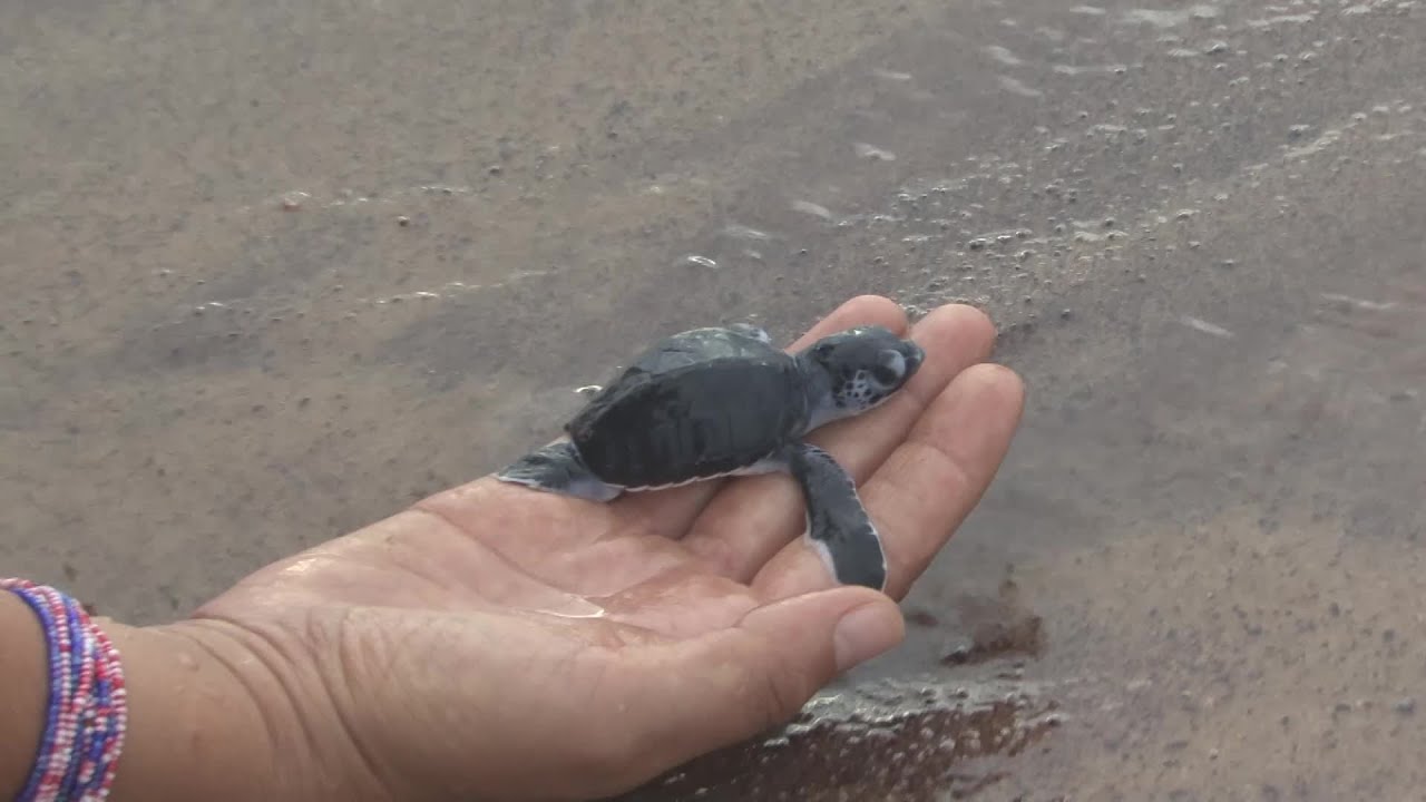 Save The Sea Turtle! Short Film