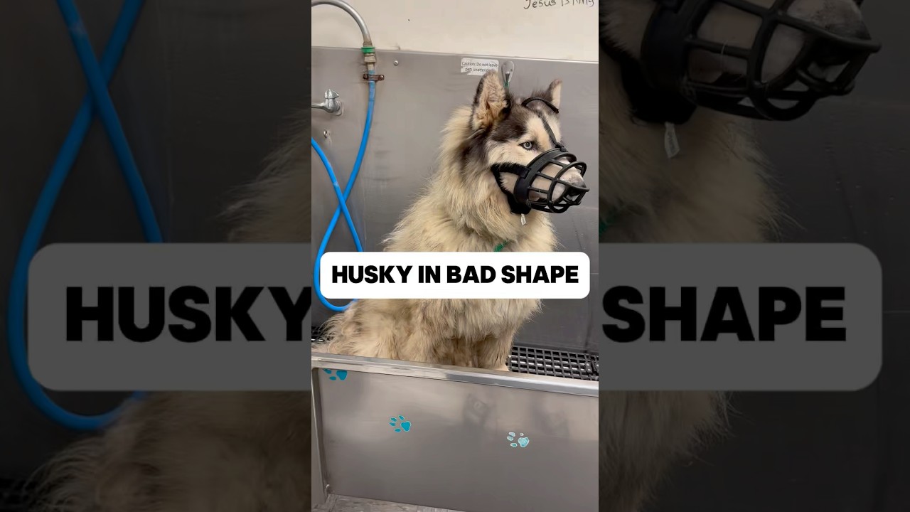 A tough challenge but well worth it #huskies  #husky  #siberianhusky #doggroomer #dogbath #tutorial